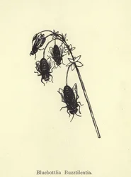 Bluebottlia Buzztilentia